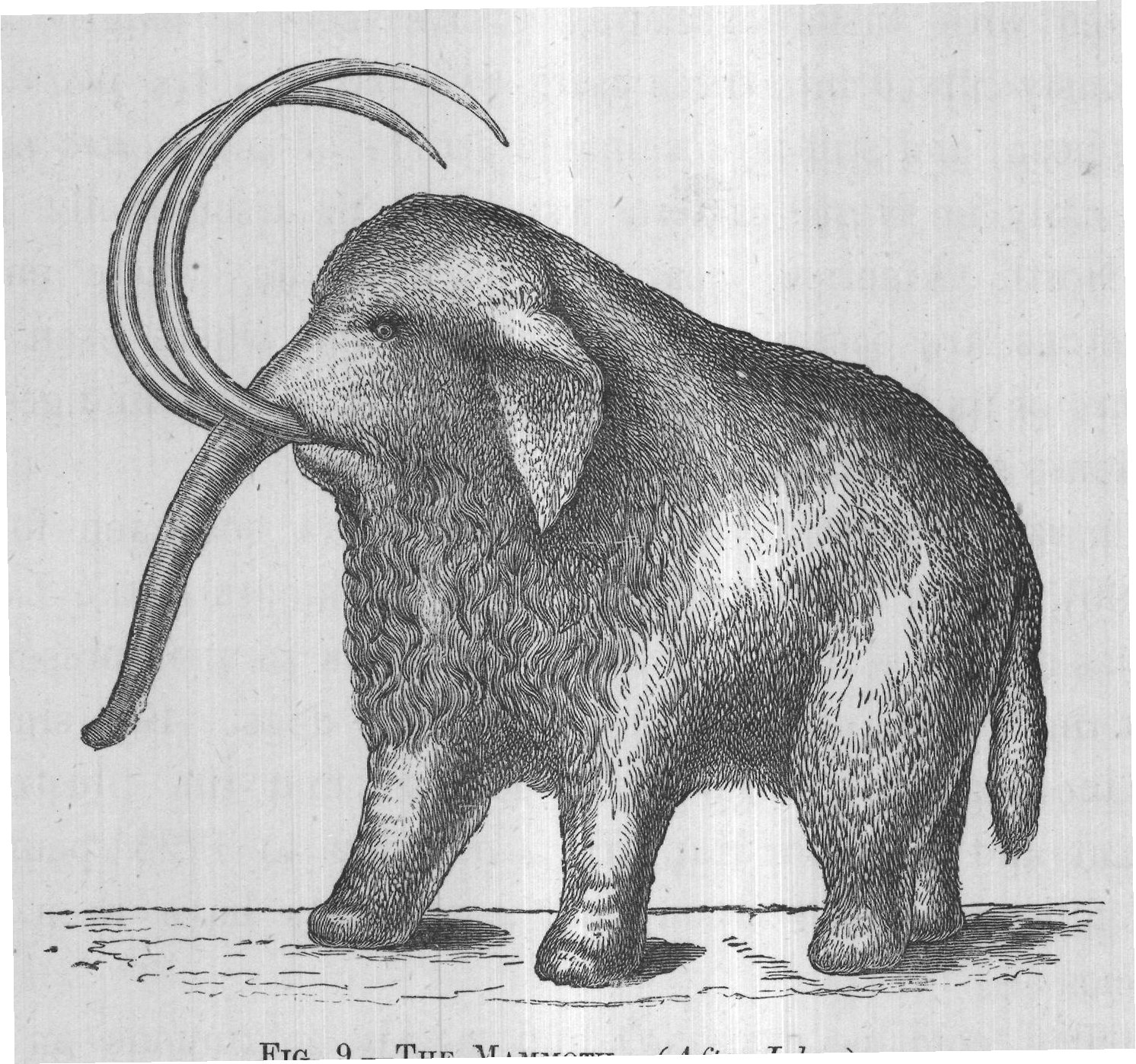 FIG. 9. THE MAMMOTH. (After Jukes.)