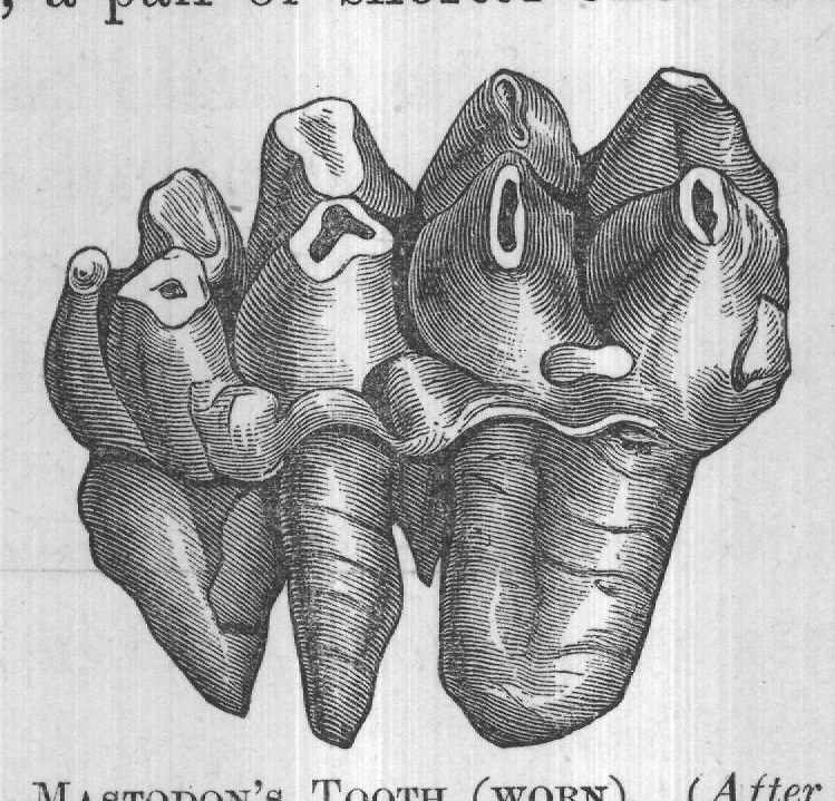 FIG. 11. MASTODON'S TOOTH (WORN). (After Figuier.)