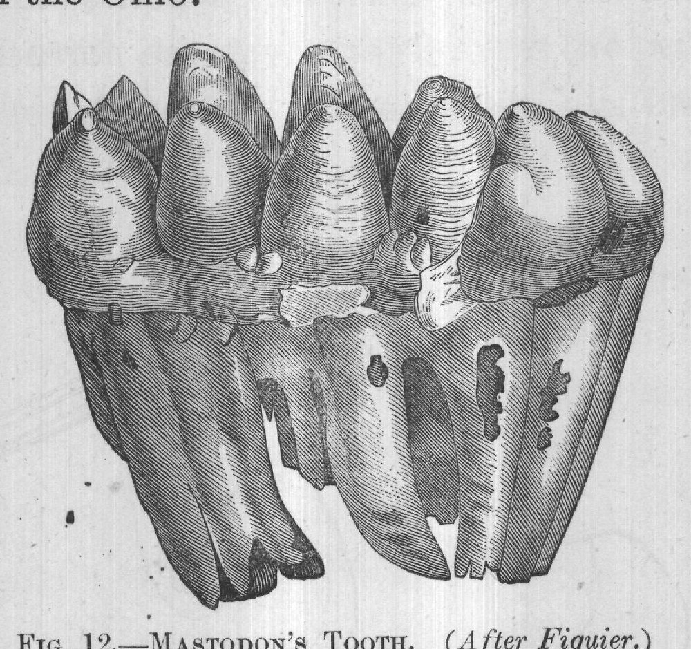 FIG. 12. MASTODON'S TOOTH. (After Figuier.)