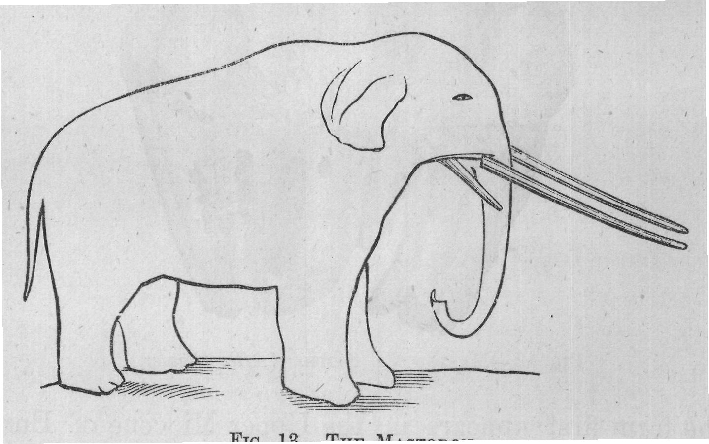 FIG. 13. THE MASTODON.