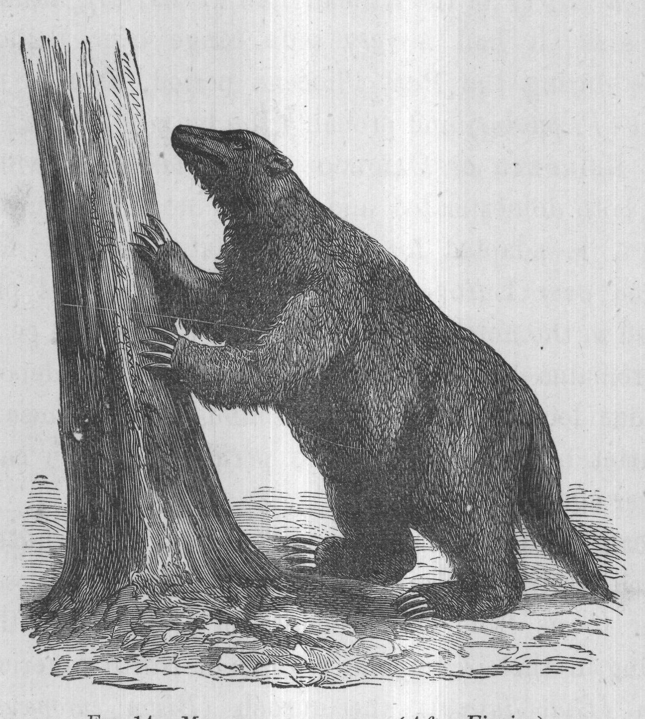 FIG. 14. MYLODON ROBUSTUS. (After Figuier.)