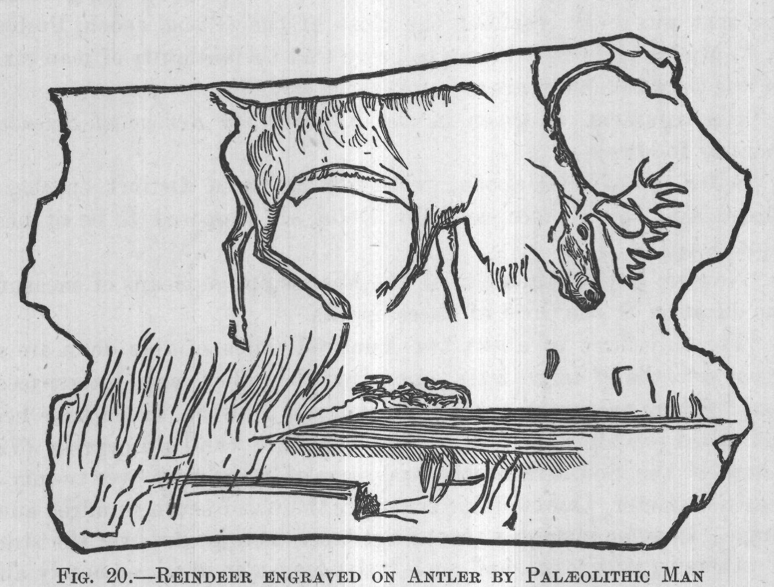 FIG. 20. REINDEER ENGRAVED ON ANTLER BY PALÆOLITHIC MAN