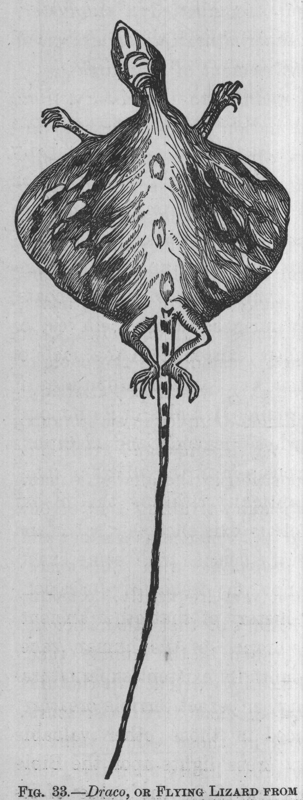 FIG. 33. Draco, OR FLYING LIZARD FROM