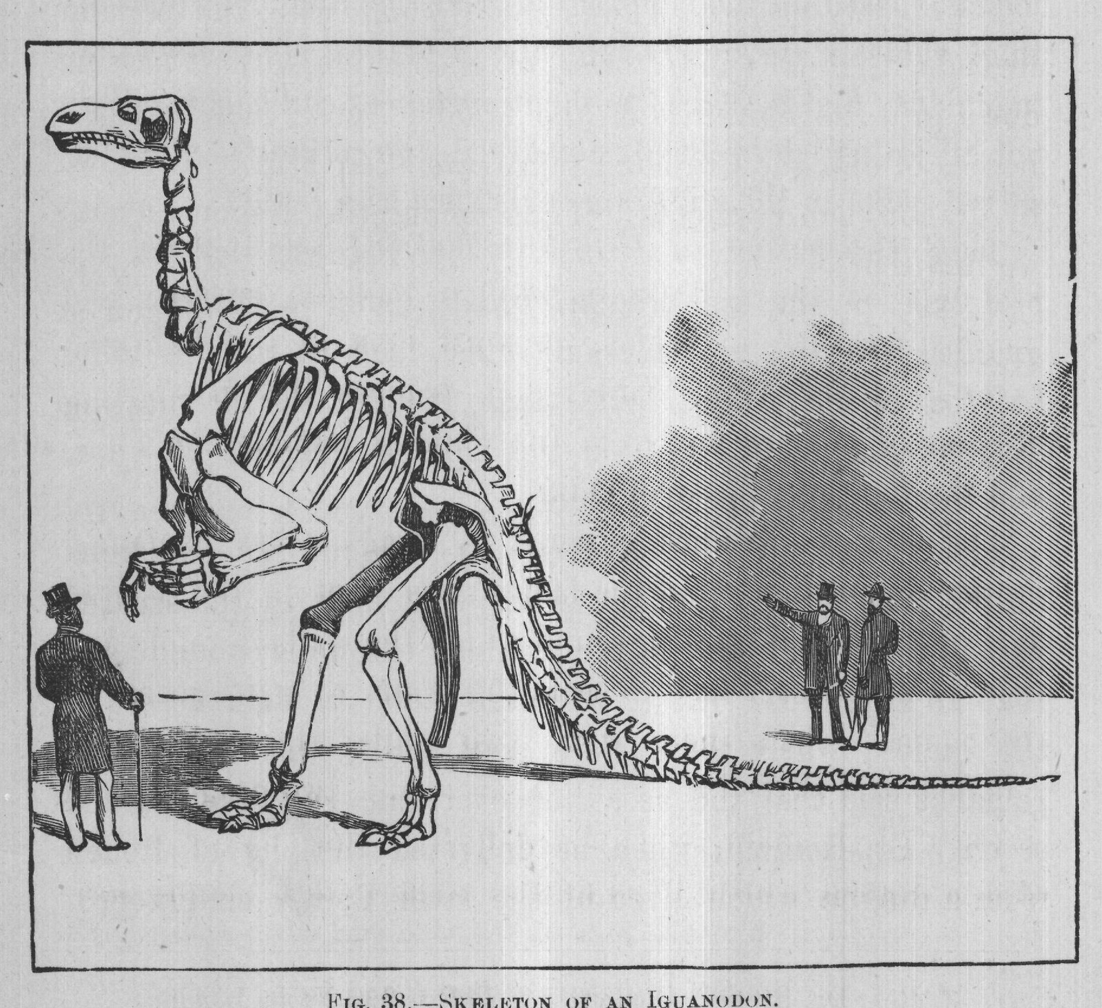 FIG. 38. SKELETON OF AN IGUANODON.
