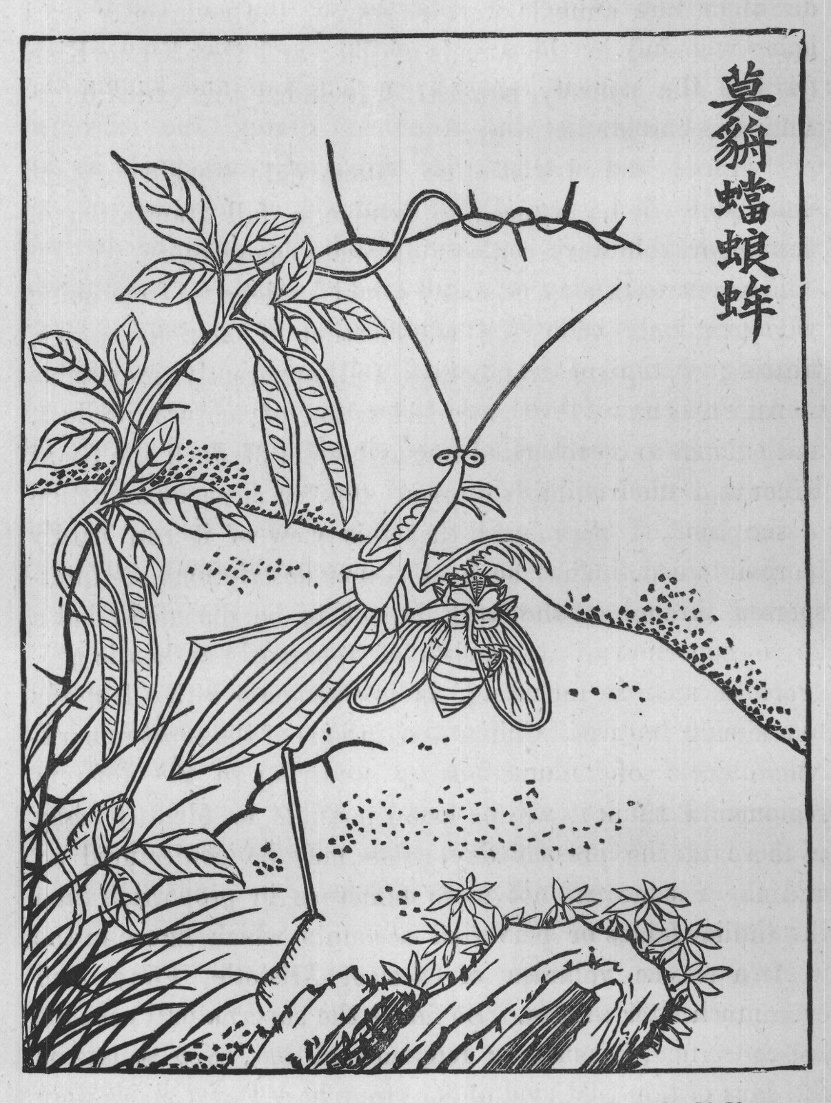 FIG. 49. MANTIS (A VERY CHARACTERISTIC FIGURE). (From the 'Rh Ya.)