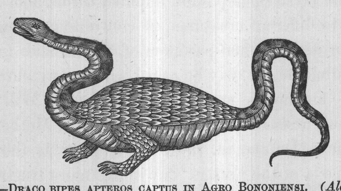 FIG. 51. DRACO BIPES APTEROS CAPTUS IN AGRO BONONIENSI. (Aldrovandus).