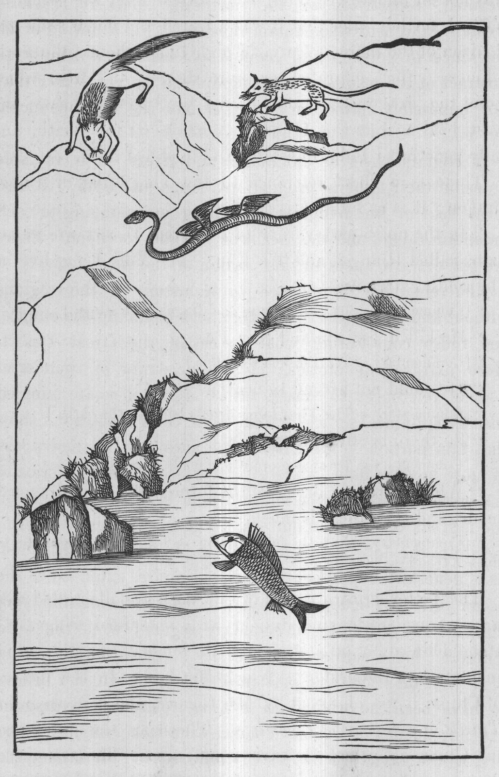 FIG. 55. FLYING SNAKES FROM THE SIEN MOUNTAINS (CENTRAL MOUNTAINS).