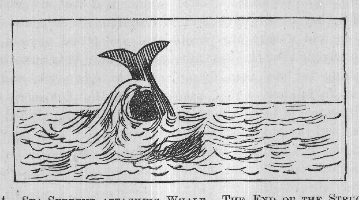 FIG. 74.-SEA-SERPENT ATTACKING WHALE. THE END OF THE STRUGGLE.