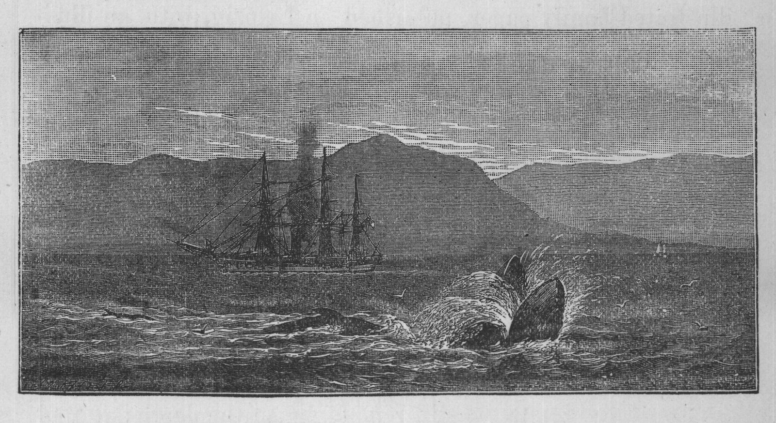 FIG. 76. ANOTHER MARINE MONSTER. A Sketch in the Gulf of Suez, from