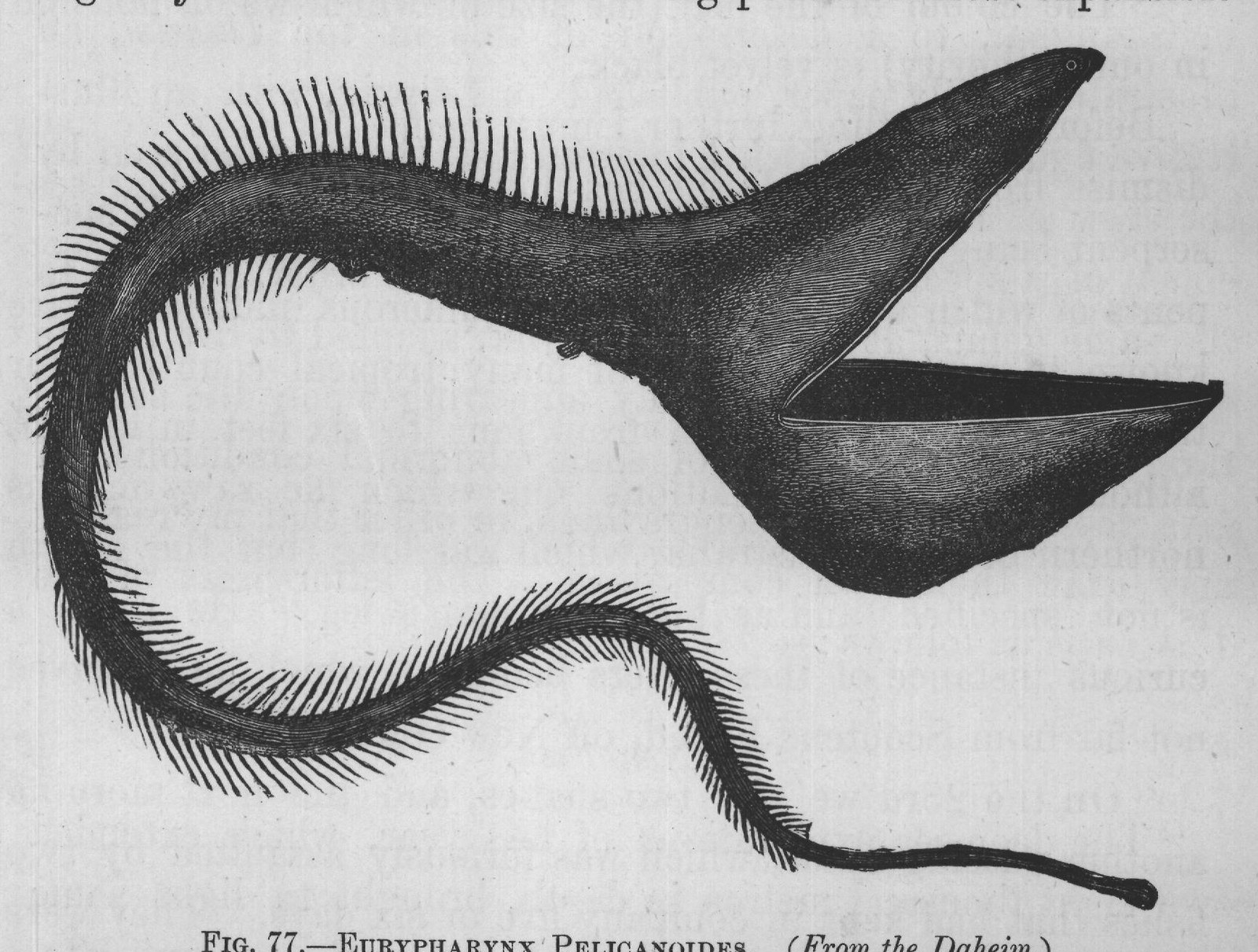 FIG. 77.-EURYPHARYNX PELICANOIDES. (From the Daheim.)