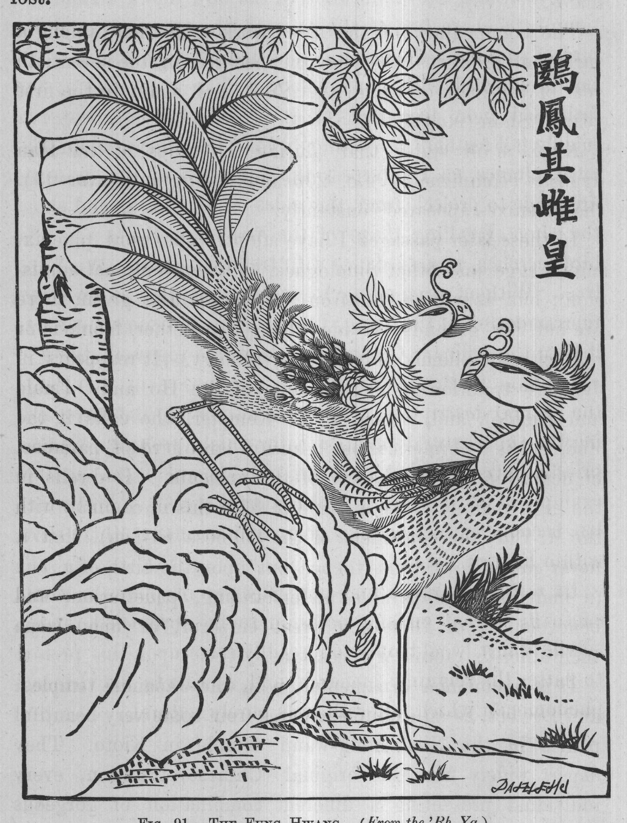 FIG. 91. THE FUNG HWANG. (From the 'Rh Ya.)