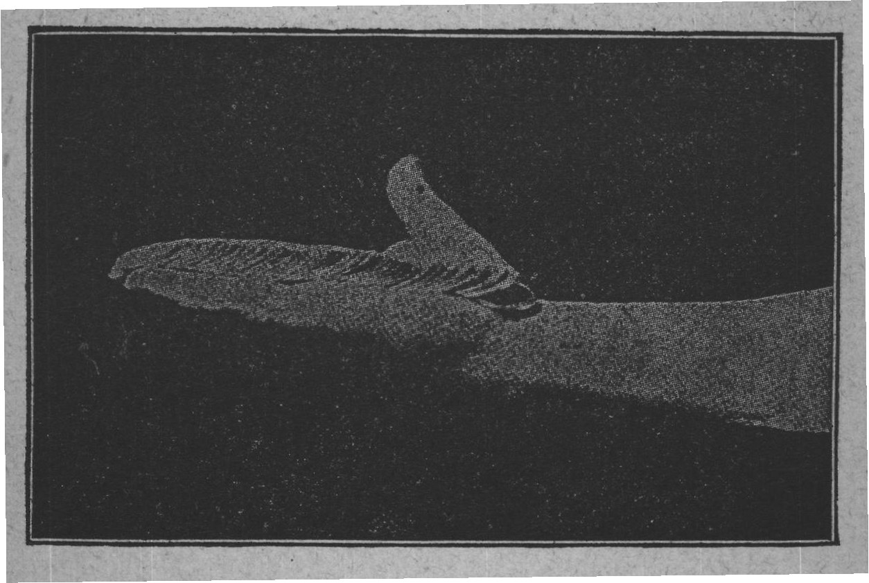 Fig. 30.