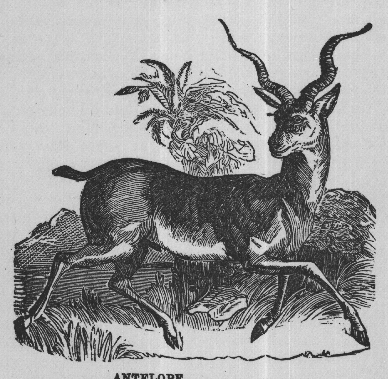 ANTELOPE.
