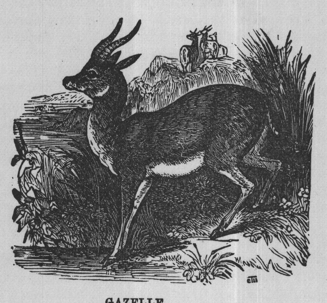 GAZELLE.