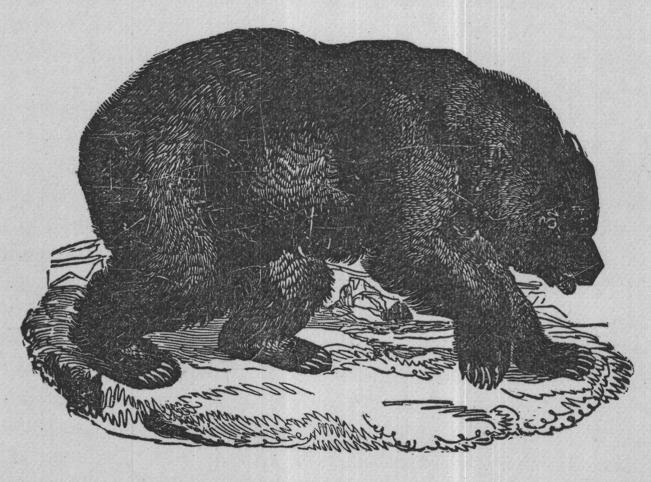 GRIZZLY BEAR.