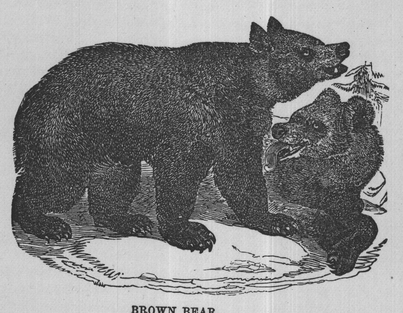 BROWN BEAR.