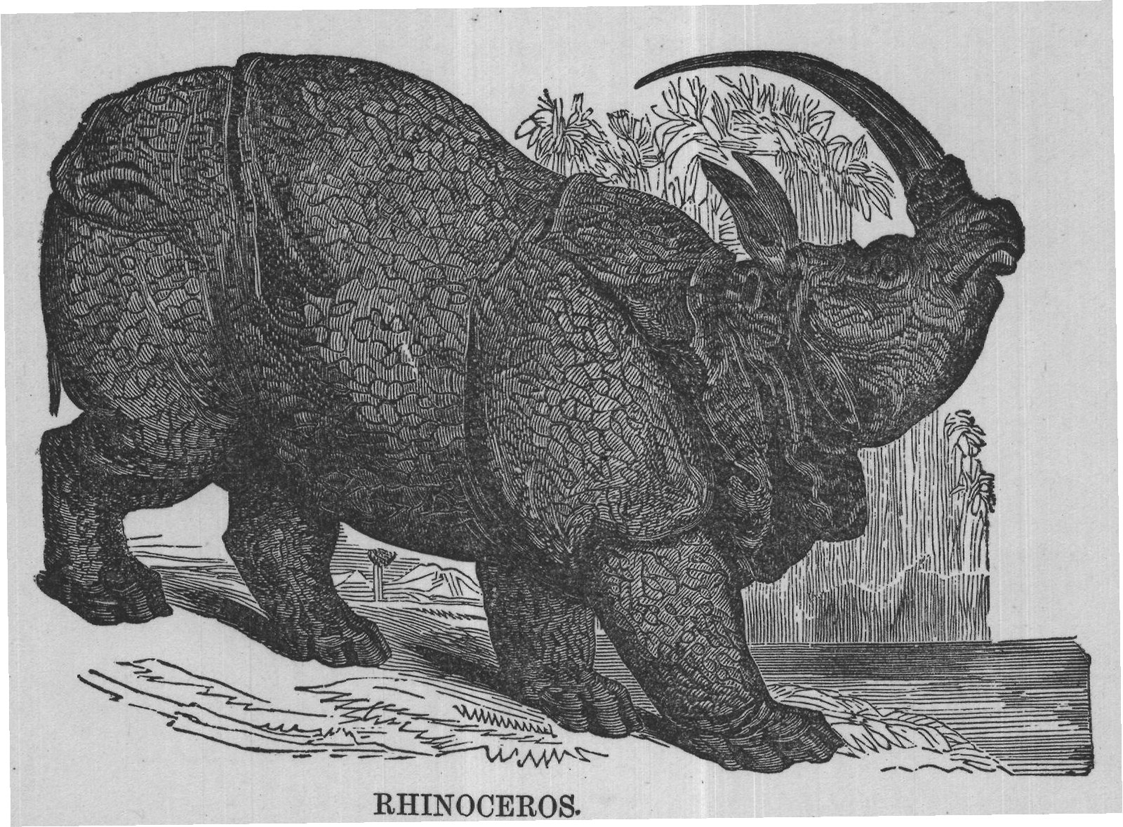 RHINOCEROS.
