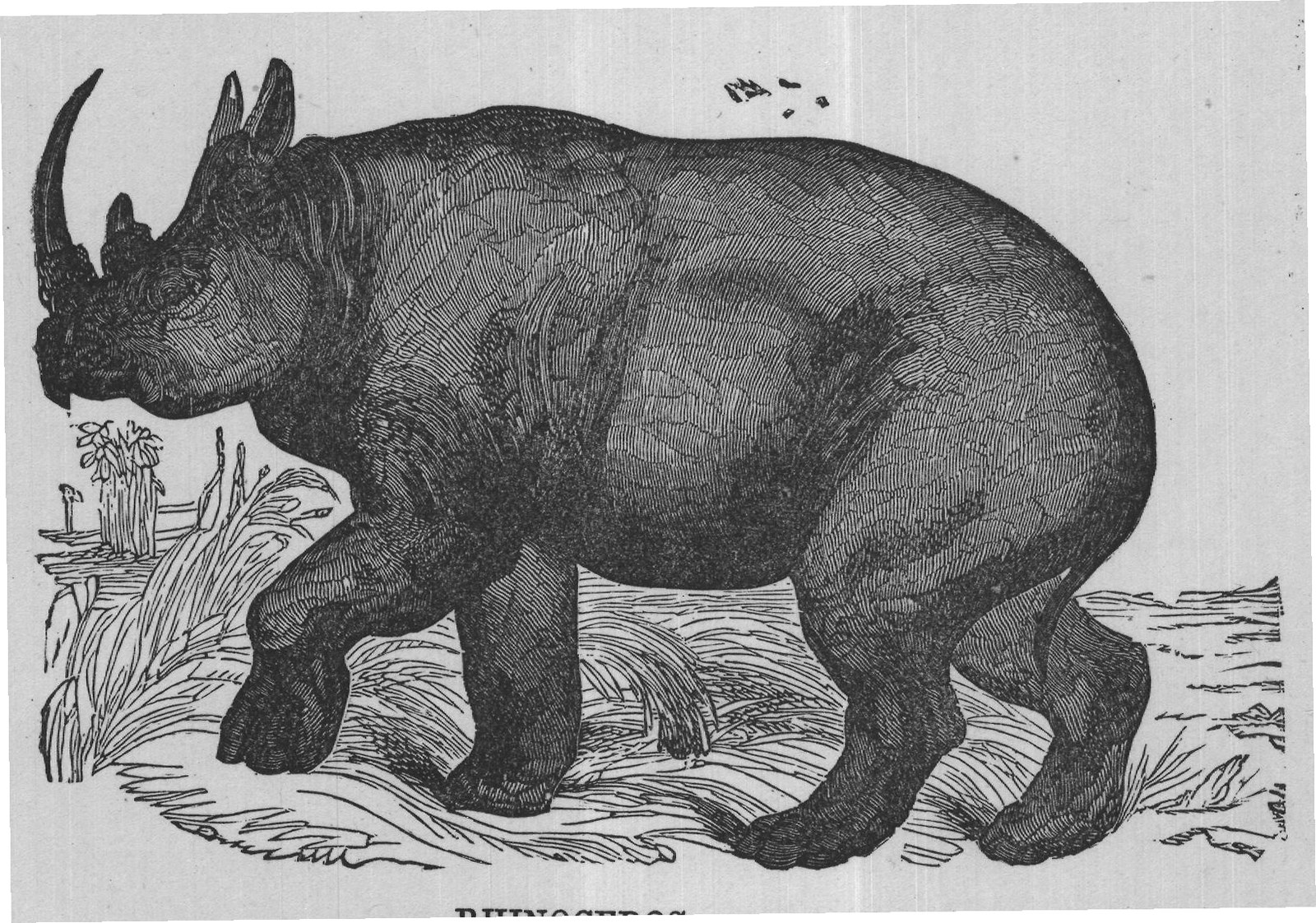 RHINOCEROS.