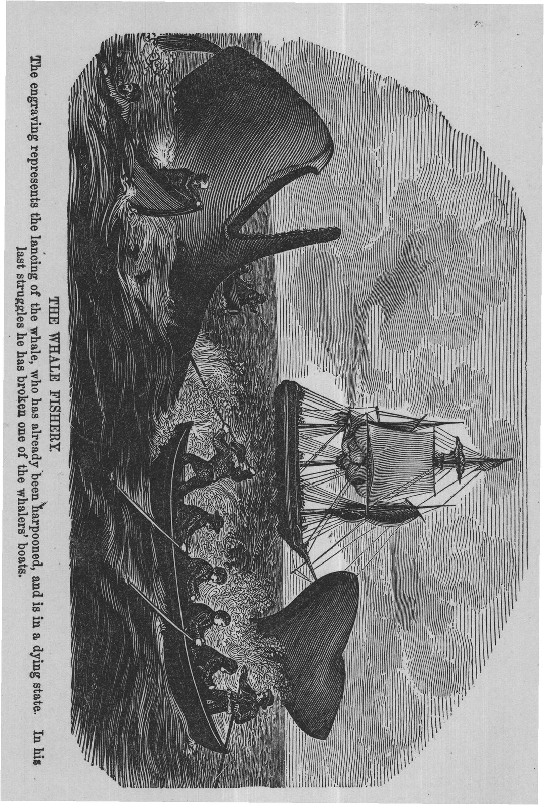 THE WHALE FISHERY.