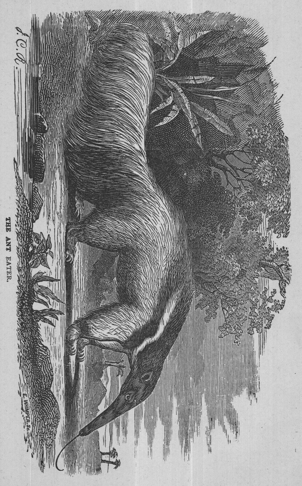 Chap. XXV — from Wonders and Curiosities (1883)